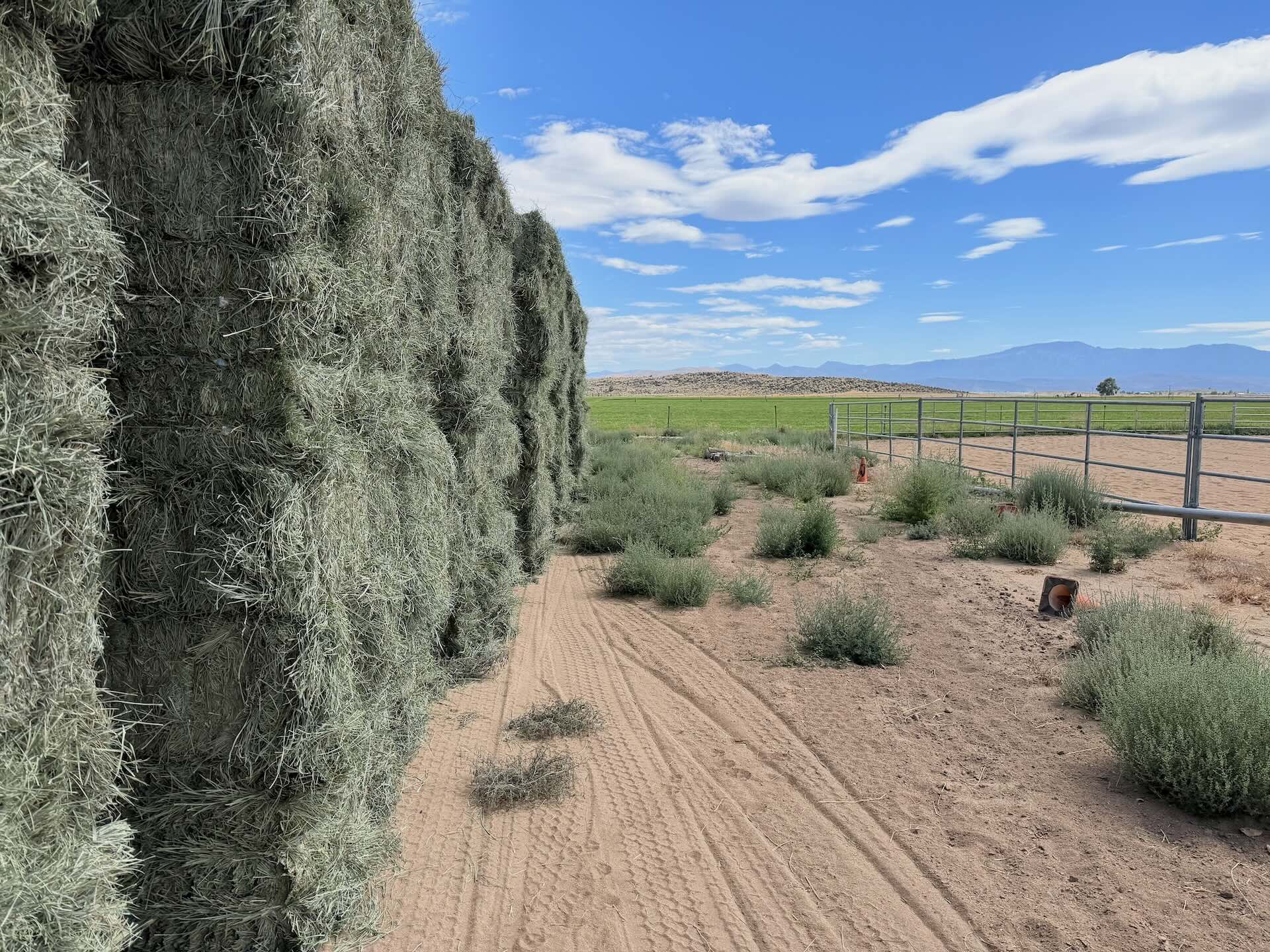 Second cutting of orchardgrass hay baled and put up