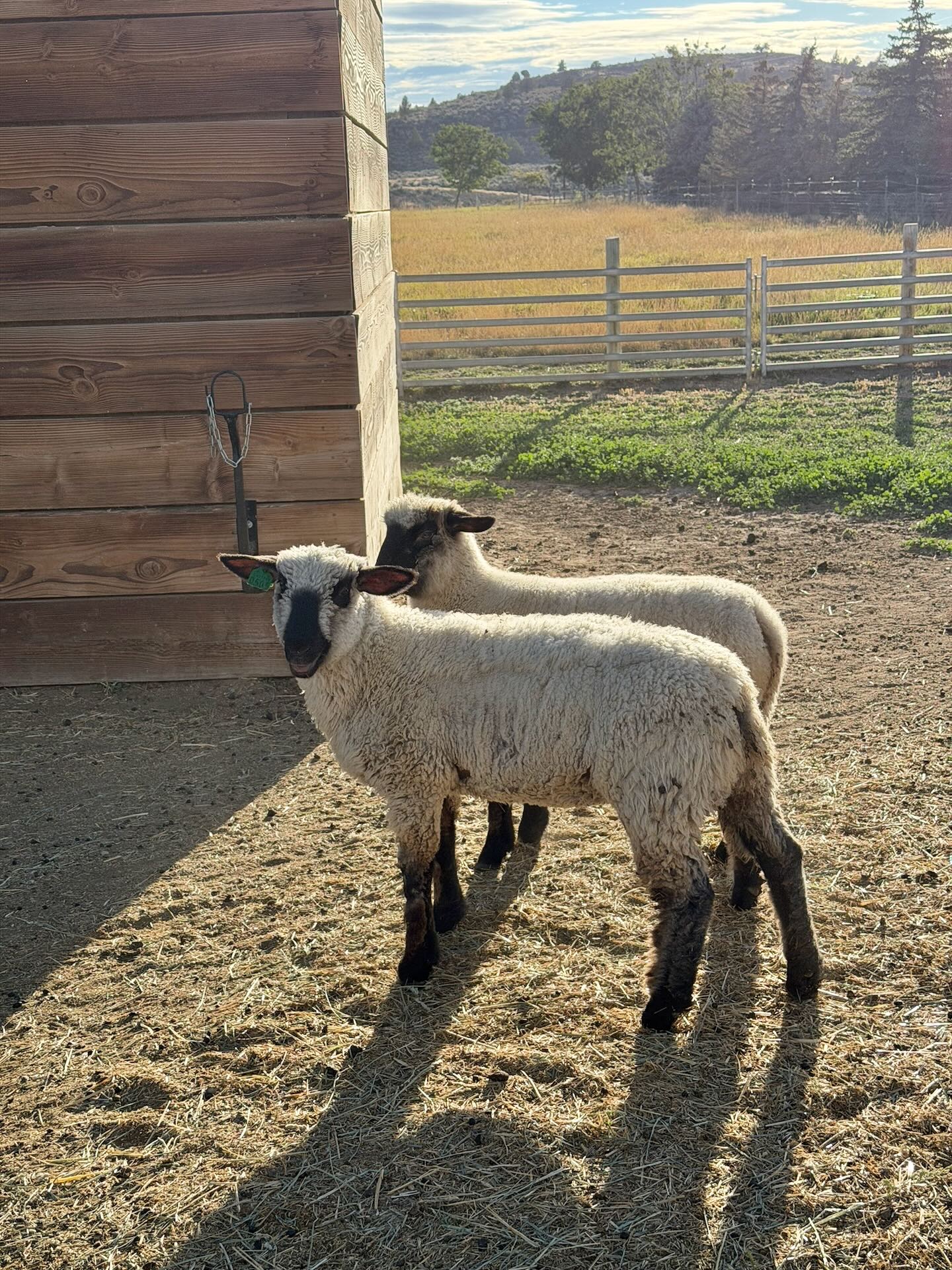 Rusty (rear) and Shackleford, my first two ewe lambs